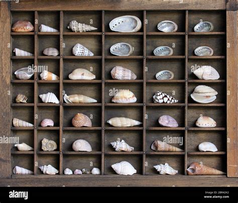 Shell Collection Display Hi Res Stock Photography And Images Alamy