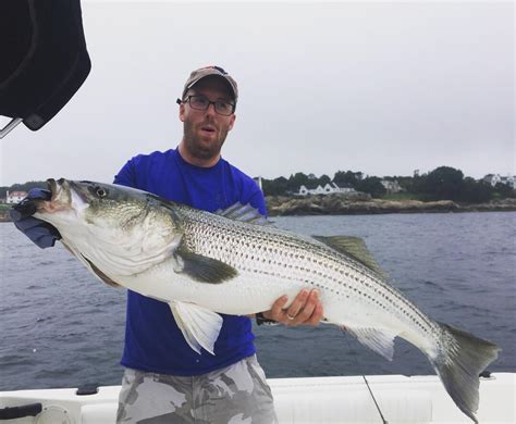 Mammoth Striped Bass North Of Boston Ma 42 Caught And Released
