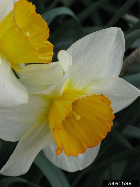Daffodils Narcissus Spp Liliales Liliaceae 5461588