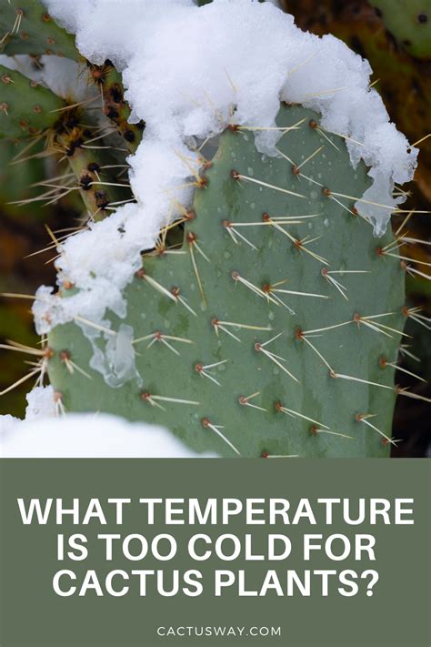 What Temperature Is Too Cold For Cactus Plant The Winter Dormancy