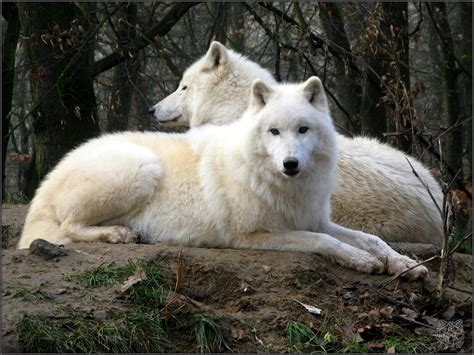 Arctic Wolf Canis Lupus Arctos 動物解剖学 動物