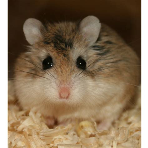 Dwarf Hamster Guide The Resource For Dwarf Hamster Owners