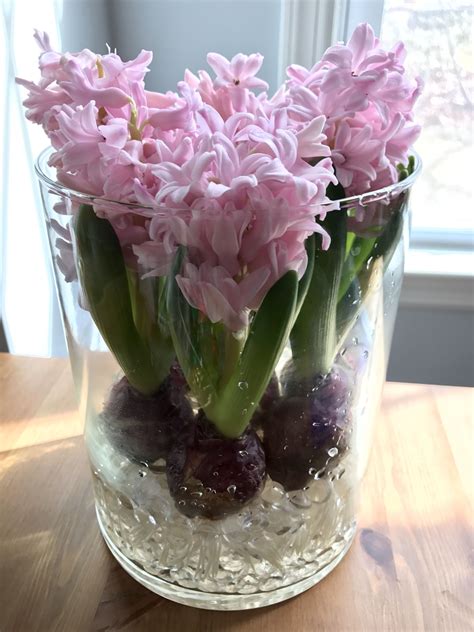 We suggesting planting bearded iris in late summer or early fall for best results. Pin by Jana Jordová on Plants & Flowers | Bulb flowers ...