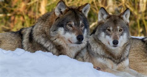 The event will not appear again for at least 4 weeks after it appears. Protecting wolves in Finland