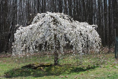 Weeping Cherry White 4ft Weeping Cherry Tree Tree Seeds White