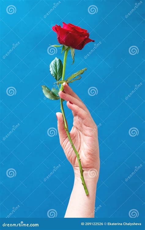Woman Hand Holding A Beautiful Red Rose Stock Photo Image Of Beauty