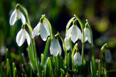 Where To See Snowdrops In And Around Birmingham Birmingham Mail