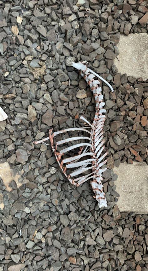 Partial Deer Rib Cage And Spine Found A Few Months Back With A Friend