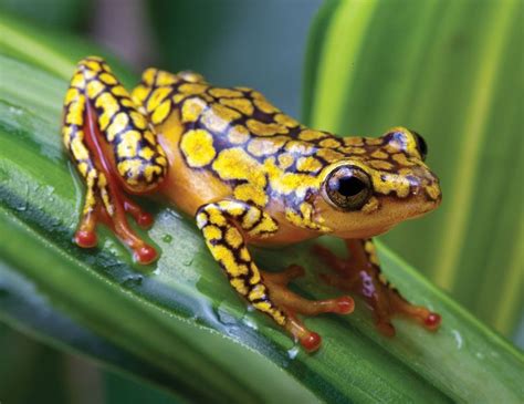 Poison Frog Amphibian Adaptations And Conservation Britannica