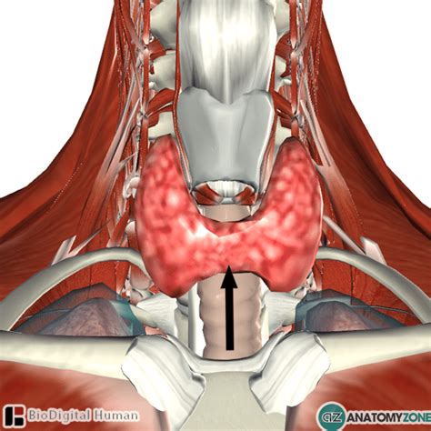 Isthmus Of Thyroid Gland Endocrine Anatomyzone