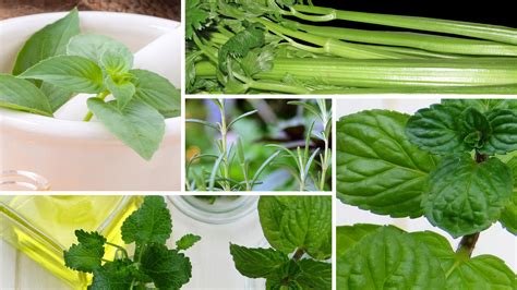Medicinal Plants That Can Be In Your Garden Right Now How To