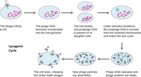 Describe The Lytic Cycle Of T Even Bacteriophages