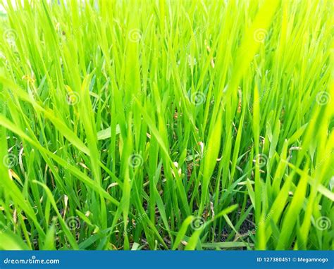 Background Of Green High Grass In The Field Stock Image Image Of Lush