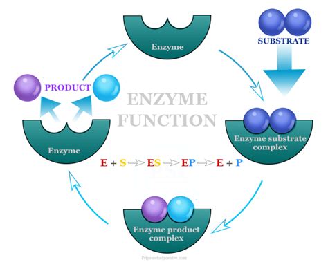 Enzymes Definition Function Classification Examples