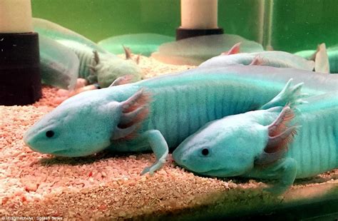 Why Blue Axolotls Are So Rare Mudfooted