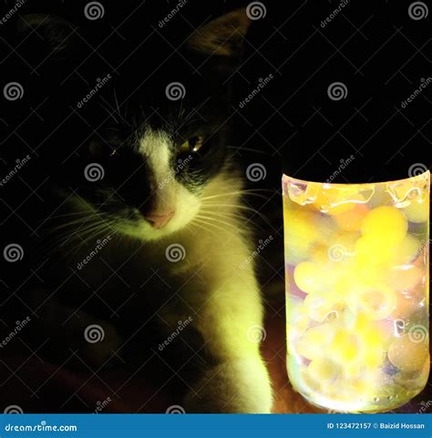 Bat Cat Stock Image Image Of Like Cute Look Night 123472157