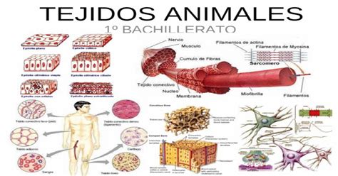 Tejidos Animales Ppt Powerpoint