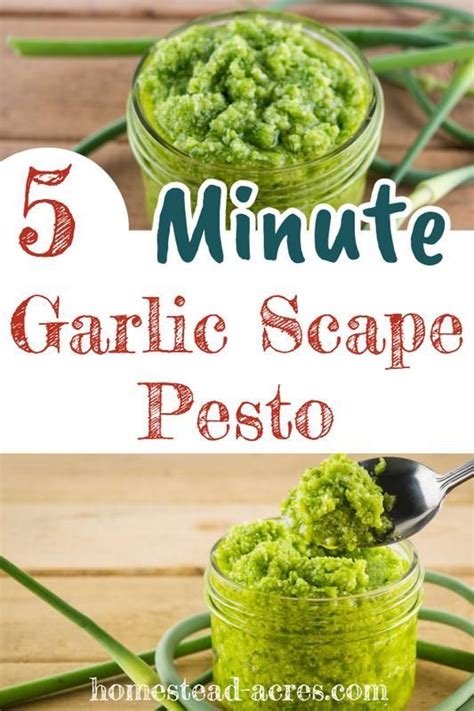 5 Minute Garlic Scape Pesto Nut Free Recipe In 2020 Garlic Scape