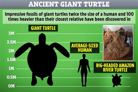 Mega Turtles Twice As Big As Humans With Weaponised Shells To