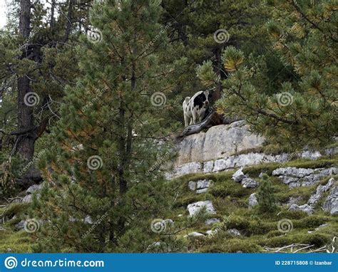 Cow Relaxing In Dolomites Stock Photo Image Of Alps 228715808