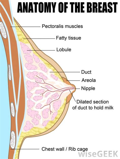 Compare the results of various prevalent formulas, or explore hundreds of other calculators addressing fitness, health, finance, math, and more. What Is Dense Breast Tissue? (with pictures)
