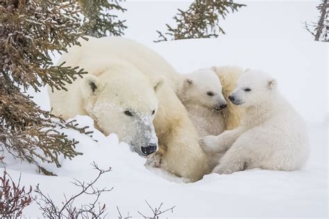 Canada Polar Cuddle