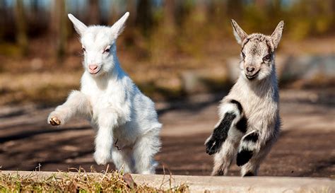 Animals Play Goats Kids 266544611 Hobby Farms