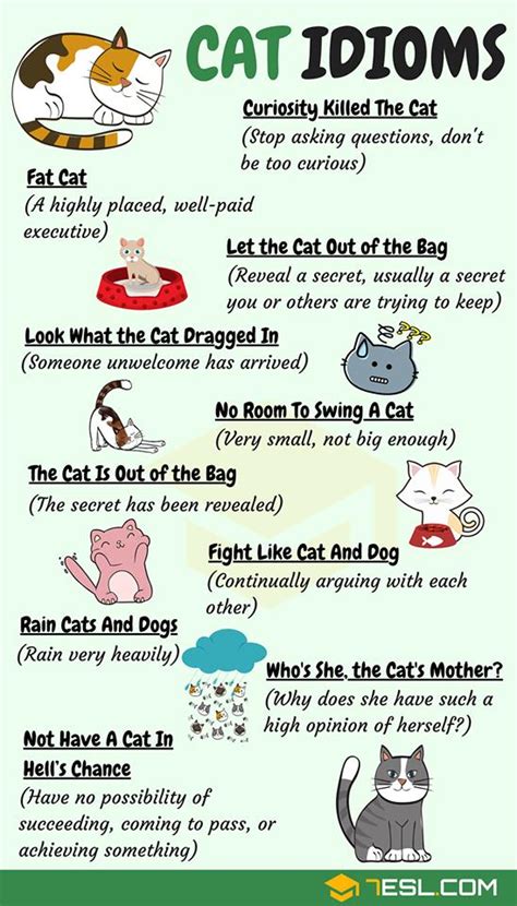 English Is Funtastic Common Cat Idioms In English 🐱🐱 Infographic