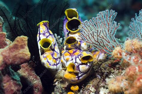 Ink Spot Sea Squirts Stock Image C0064294 Science Photo Library