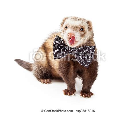 Funny Ferret Wearing Bow Tie Cute And Funny Little Pet Ferret Wearing