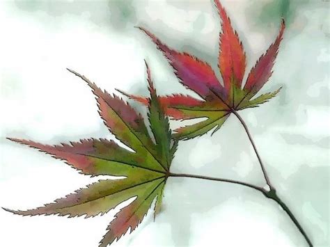 Watercolor Japanese Maple Leaves Art Print By Elaine Plesser