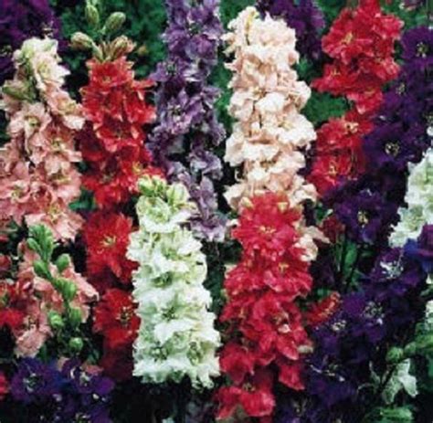 40 Giant Larkspur Imperial Mix Early Blooming Perennial Etsy