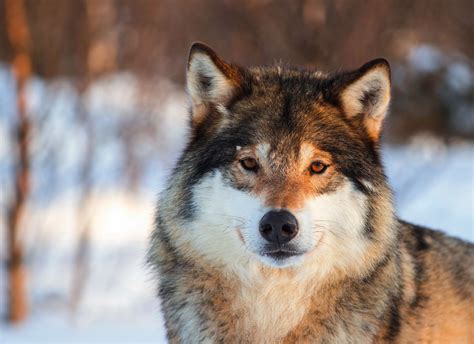 Wolf Eyes Nose Gray Portrait Animals Nature Wolves Wallpaper