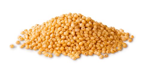 High-Quality White Proso Millet from the United States - Tridge