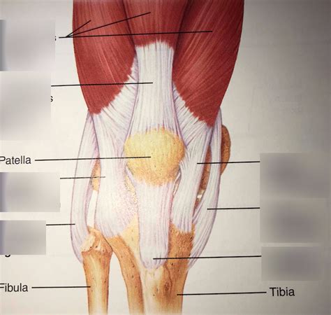 Knee Anatomy Chart