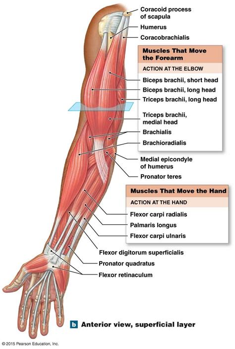 Anterior View Superficial Layer Of The Muscles That Move The Forearm And Hand Muscular