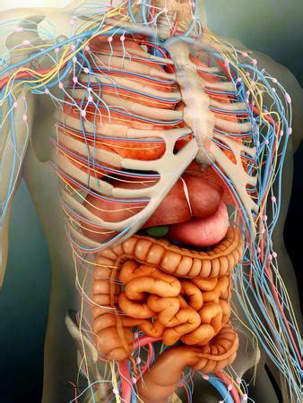 The landmarks are used to find forms and to measure proportion. Perspective View of Human Body, Whole Organs And Bones Photographic Print by Stocktrek Images at ...