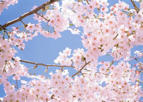 Cherry Blossom Tree Digital Art By Artspace