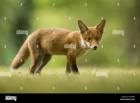 European Red Fox Vulpes Vulpes Cub Standing On Grass In Garden