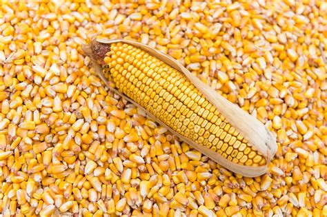 Maize Seeds Premium Varieties 50kg Bags Nigeria
