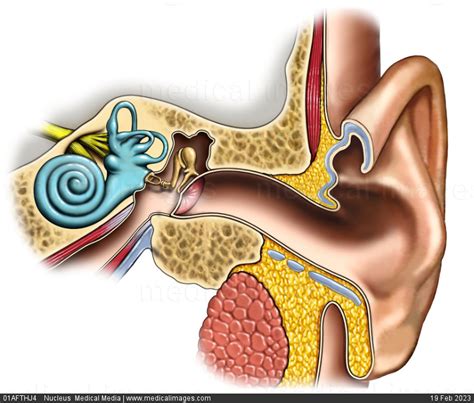 Stock Image Illustration Of The Normal Ear Anatomy Coronal Cross