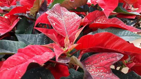 Look Out For Glitter Plants Best In Horticulture