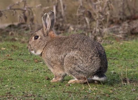 Cottontail Rabbit Facts Care Behavior And Lifespan Pet Breeezy