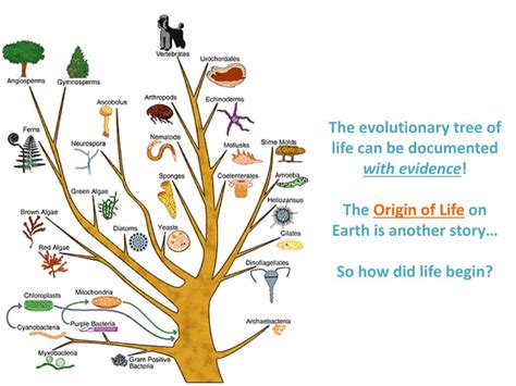 Ppt The Evolutionary Tree Of Life Can Be Documented With Evidence
