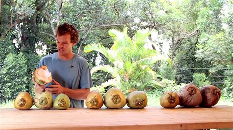The 3 Stages Of Coconut Maturity Youtube Coconut Maturity The Creator