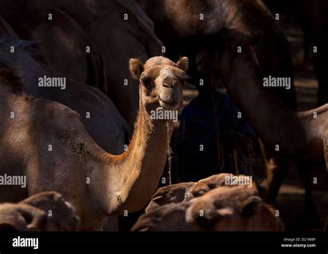 Camel Market Bati Amhara Region Ethiopia Stock Photo Alamy