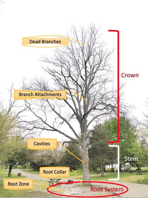 How To Identify Tree Defects And What To Do About It Purdue