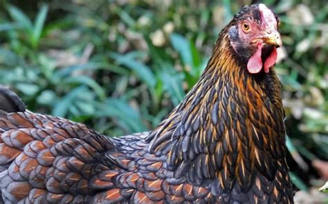 Blue Laced Red Wyandotte Breed Guide All You Need To Know