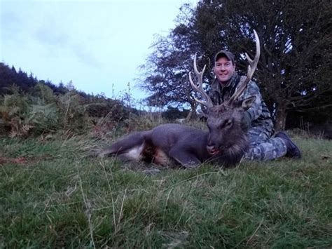 5 Day Ireland Free Ranging Sika Deer And Soay Sheep Hunt For One Hunter