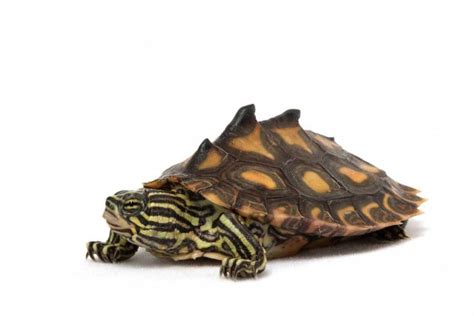 18 Weird And Wonderful Turtle And Tortoise Species Turtle Tortoise